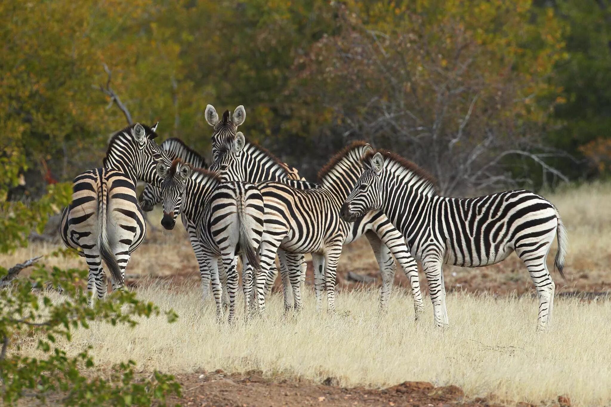 Зебры. Внешность зебры. Зебра обитает. Разновидности зебр. Зебра живет в африке