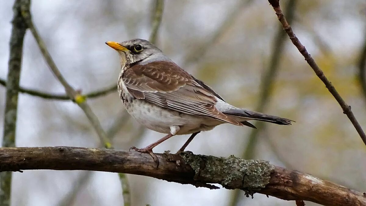 Птицы марий эл. Птицы марий эл зимой. Птицы живущие в марий эл. Зеленая птица в марий эл. Птицы марий эл.
