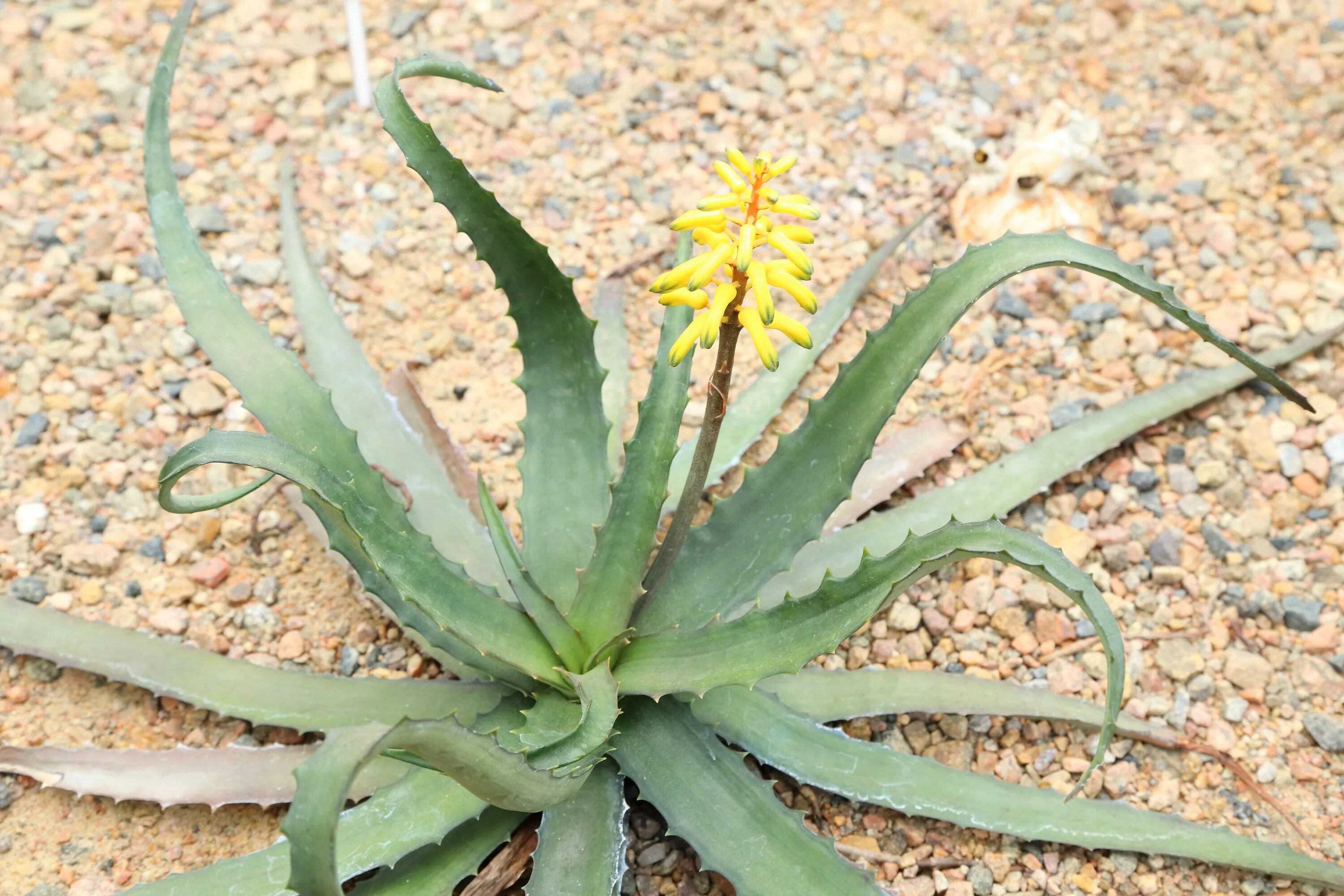 Род алоэ в русском. Aloe citrea. Алоэ Сомаленсис. Алоэ Сомаленсис: алоэ Сомаленсис (Aloe somaliensis). Алоэ мадагаскарский.