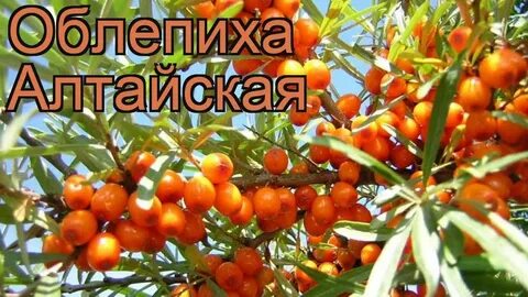 Облепиха сорта алтайская