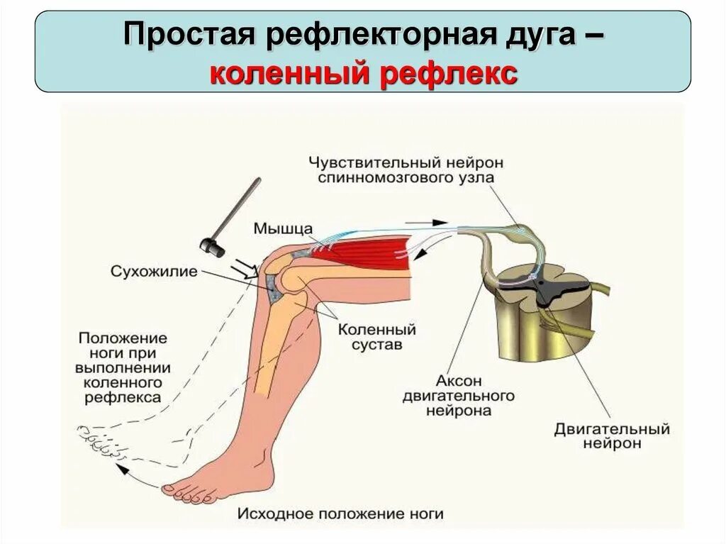 Комплекс гольджи в нейронах спинального ганглия гистология. Чувствительный нейрон спинномозгового узла. Спинномозговой чувствительный ганглий. Спинной мозг. Спинальный ганглий типы нейронов.