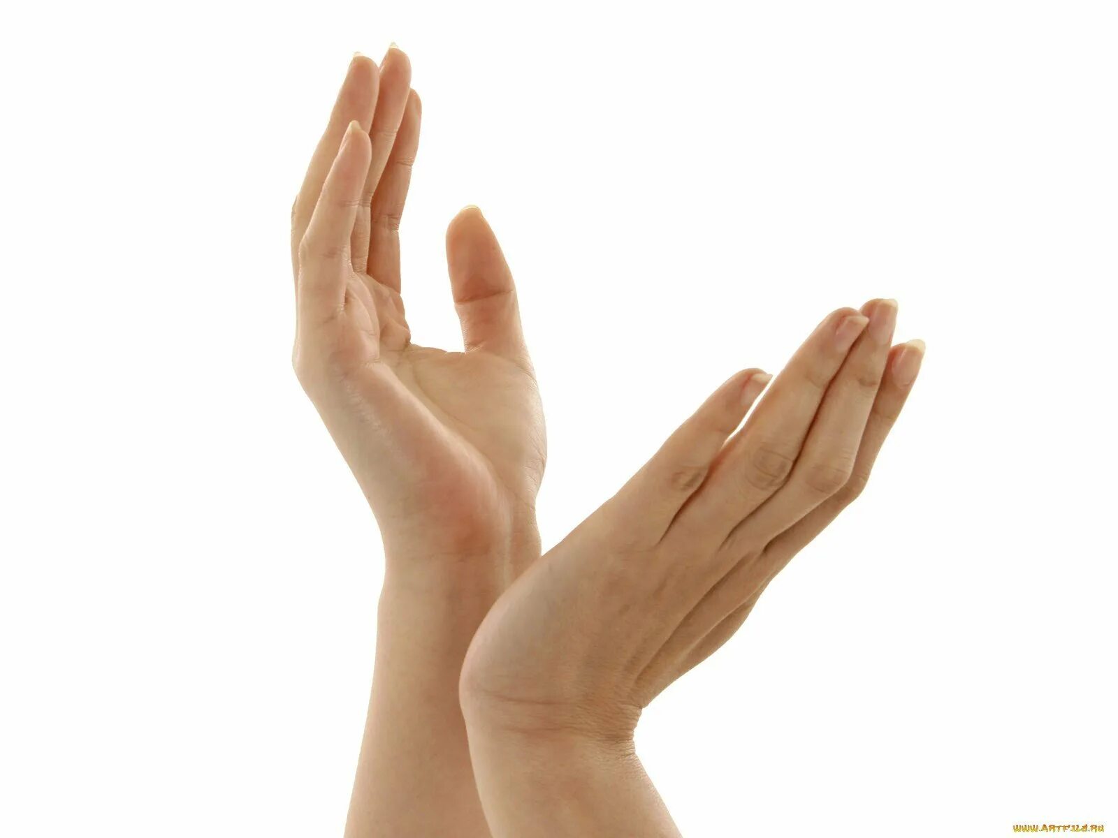 Ладонь вверх. Женская ладонь. Красивые жесты руками. Две ладони.