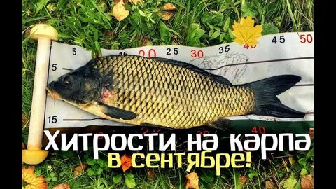 Ловля карпа в сентябре