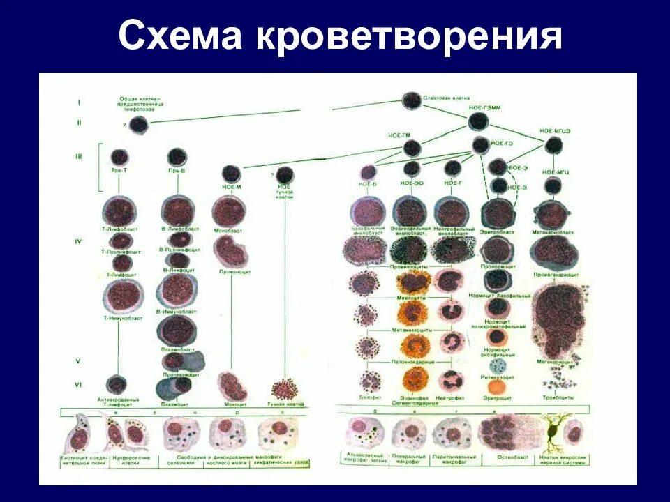 Обеспечивает кроветворение. Схема кроветворения миелопоэз. Схема кроветворения лейкозы. Схема кроветворения острые лейкозы. Гемопоэз миелопоэз.