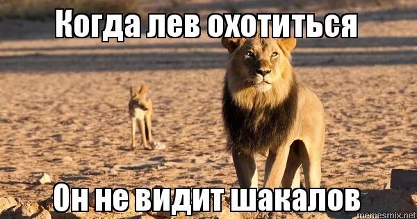 когда лев голоден он ест. если лев голоден он ест джентльмены. когда лев голоден он ест.