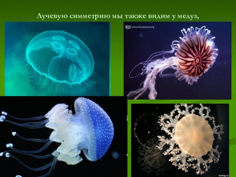 Лучевая симметрия медузы. Тип симметрии медузы. Лучевая симметрия кишечнополостных. Медуза какая симметрия тела