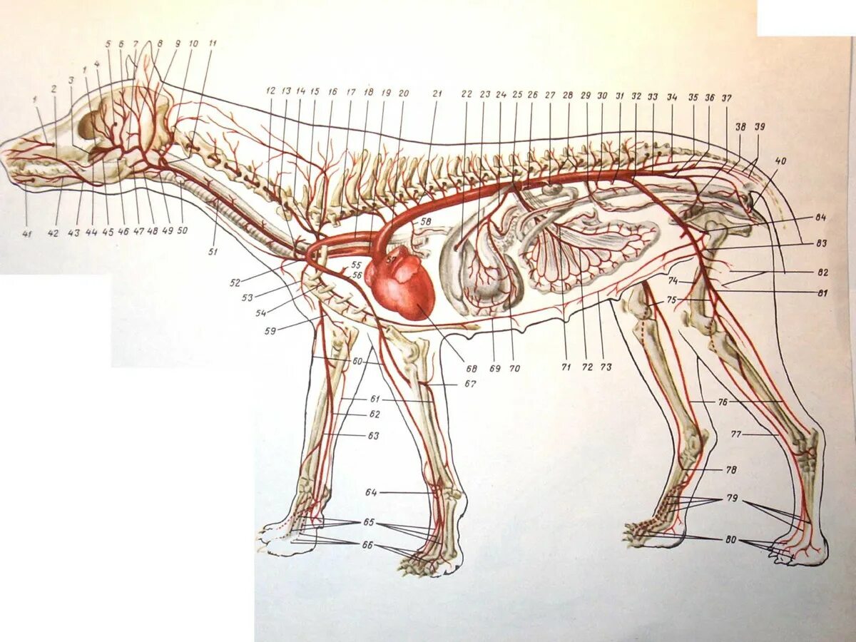 Кровеносная система собаки анатомия. Нервная система собаки анатомия. Анатомия собаки Ветеринария атлас. Животных собаки кровеносную систему. Сердце собаки расположено