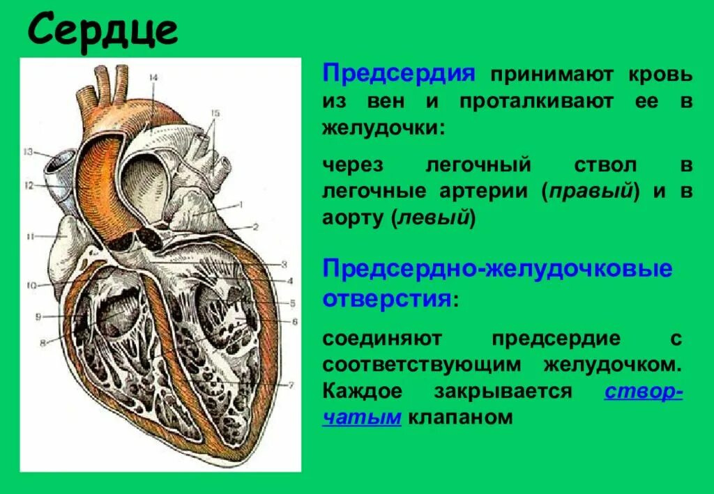 В правый желудочек сердца человека поступает. Анатомия межжелудочковой перегородки сердца. Межжелудочковая перегородка анатомия. Межжелудочковая перегородка строение перегородки. Отделы межжелудочковой перегородки анатомия.