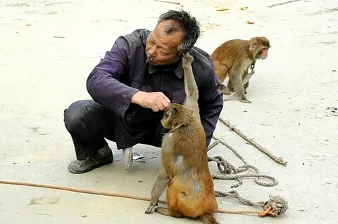 Monkey beating