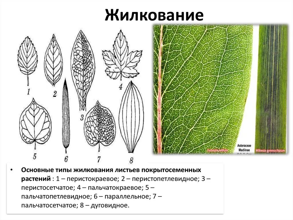 Жилкование покрытосеменных. Жилкование листьев у покрытосеменных растений. Основные типы жилкования листьев покрытосеменных растений. Типы жилкования листа. Типы жилкования листа растения.