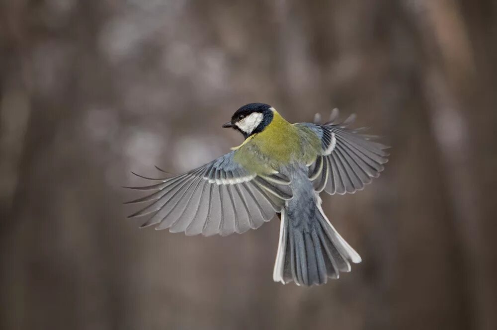синица зимой. синичка на руке. птица в полете. синица лазоревка в полете. синица лазоревка крыло.