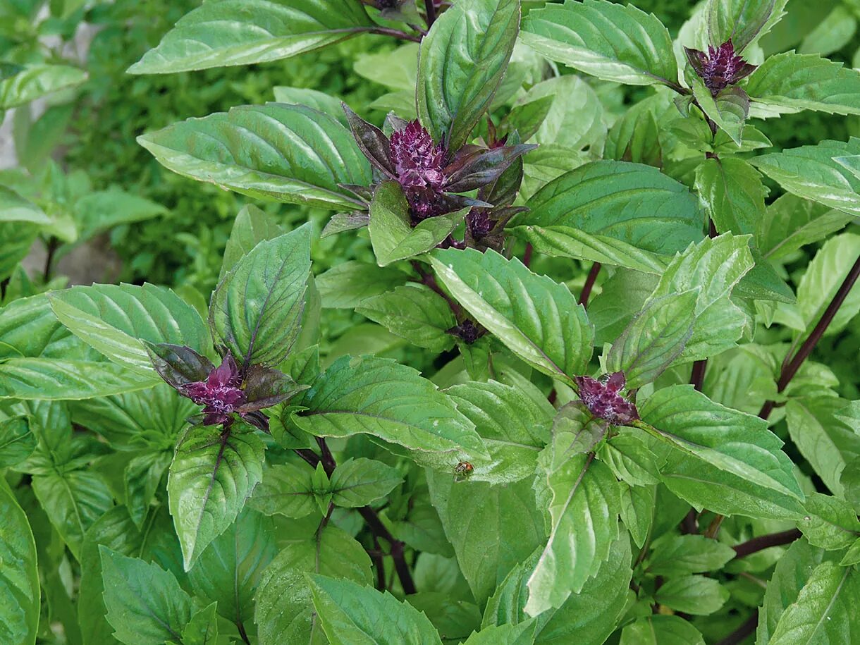 Райхон гул. Райхон кинза. Райҳон гули. Базилик рейхан. Дикий базилик.