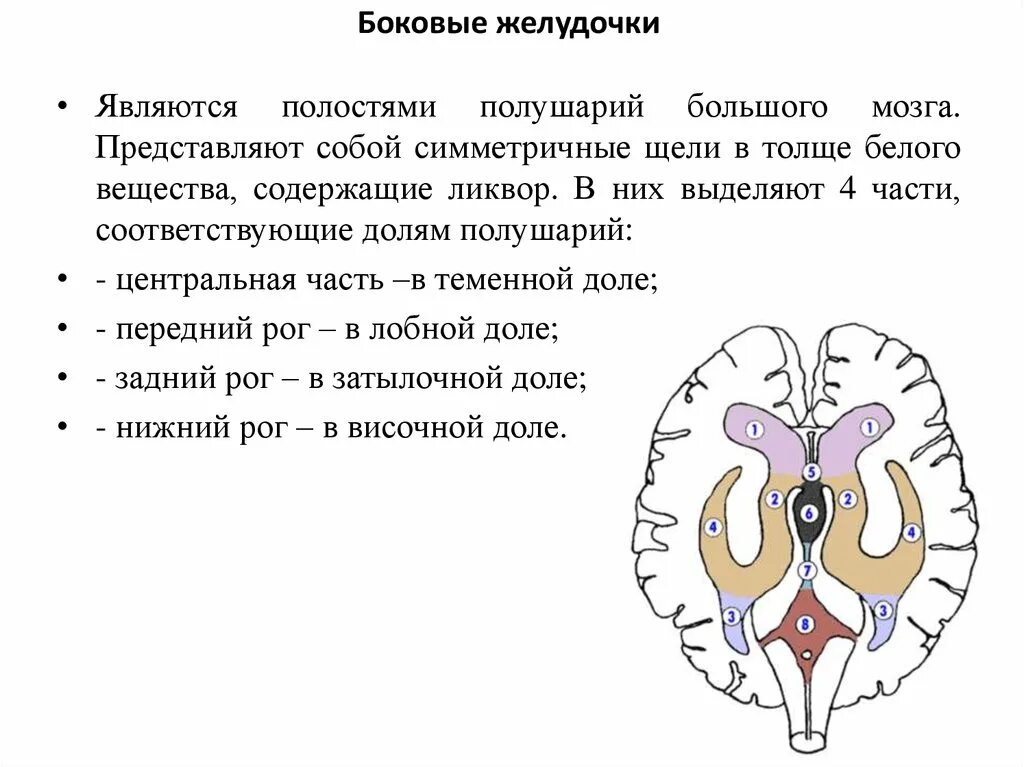 Мозг имеет полость. Строение боковых желудочков мозга. Боковые желудочки конечного мозга. Боковые желудочки строение. Строение боковых желудочков головного мозга анатомия.