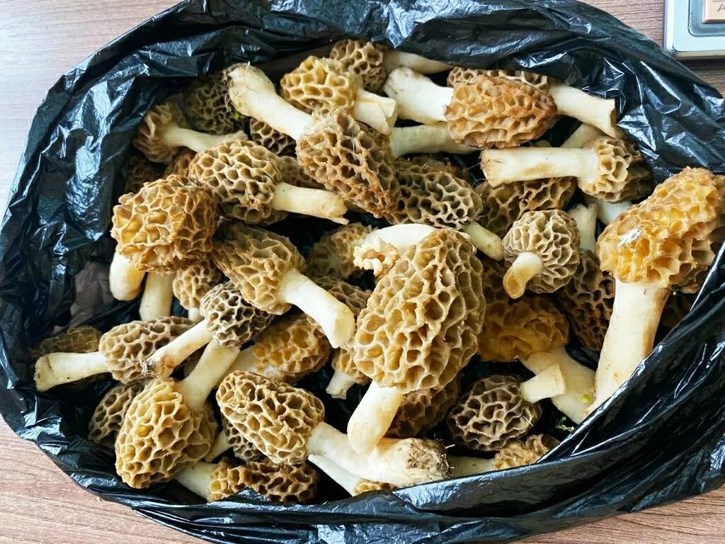 Сморчки грибы рецепт приготовления. Сморчки грибы Лесные. Сморчки грибы съедобные. Грибы сморчки в Таджикистане. Сморчок съедобный.