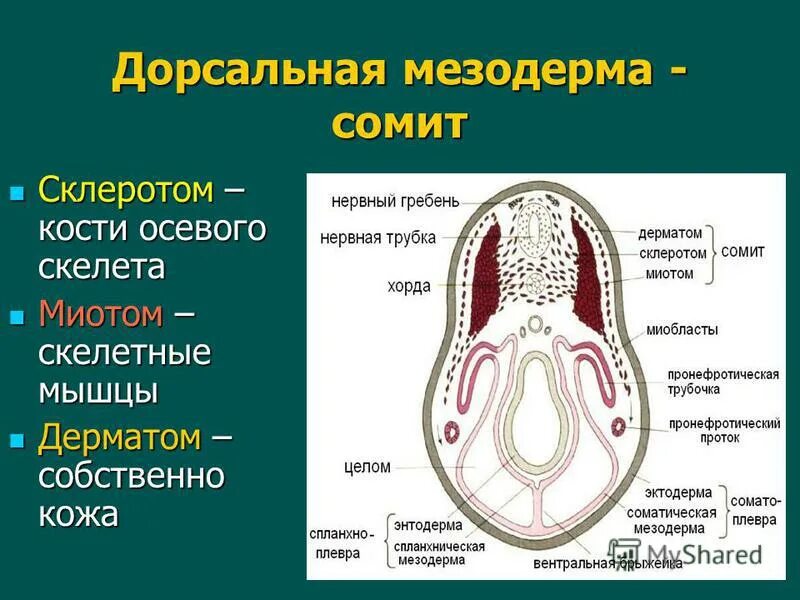 Склеротом сомитов. Сомиты и спланхнотом. Производные мезодермы сомиты. Сомиты это дорсальная часть мезодермы.