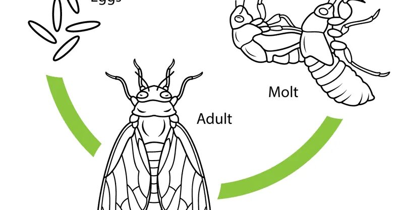 Цикада превращение полное. Цикада раскраска. Цикада раскраска для детей. Стадии цикад. Цикада рисунок.