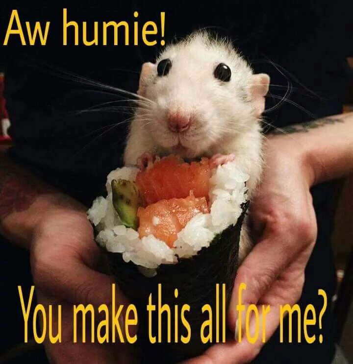 Rat meme. Rats мем. хомяк мем. крыса мем.