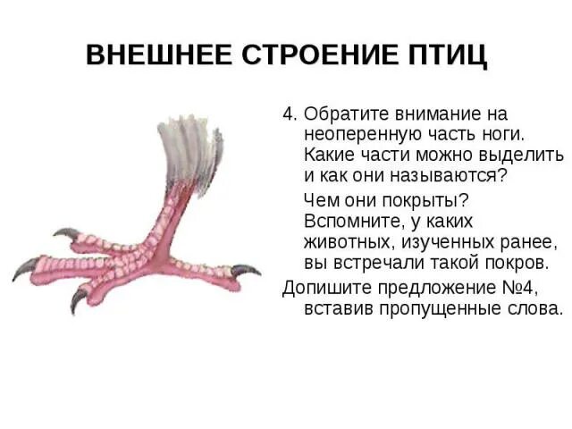 Кровообращение конечностей птиц. Строение задней конечности птицы внешнее. Внешнее строение ноги птицы. Чем покрыты ноги птицы. Как называются ноги у птиц.