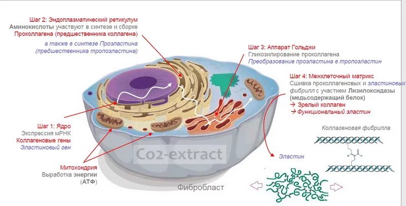 Коллаген и эластин биохимия. Коллаген эластин фибробласты. Синтез коллагена. Клетки синтезирующие коллаген.
