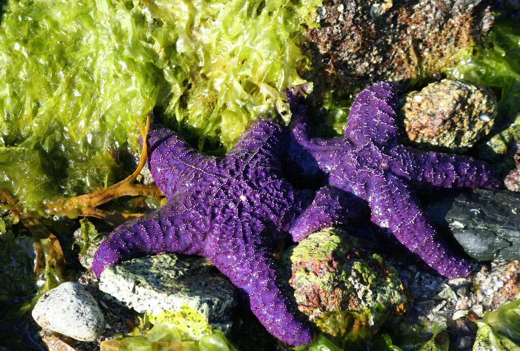 Фиолетовая морская звезда. Морская звезда кульцита новогвинейская. морская звезда зернистый кориастер. морская звезда бризингида.