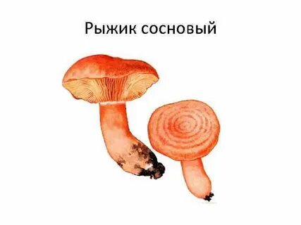 Гриб рыжик картинка для детей