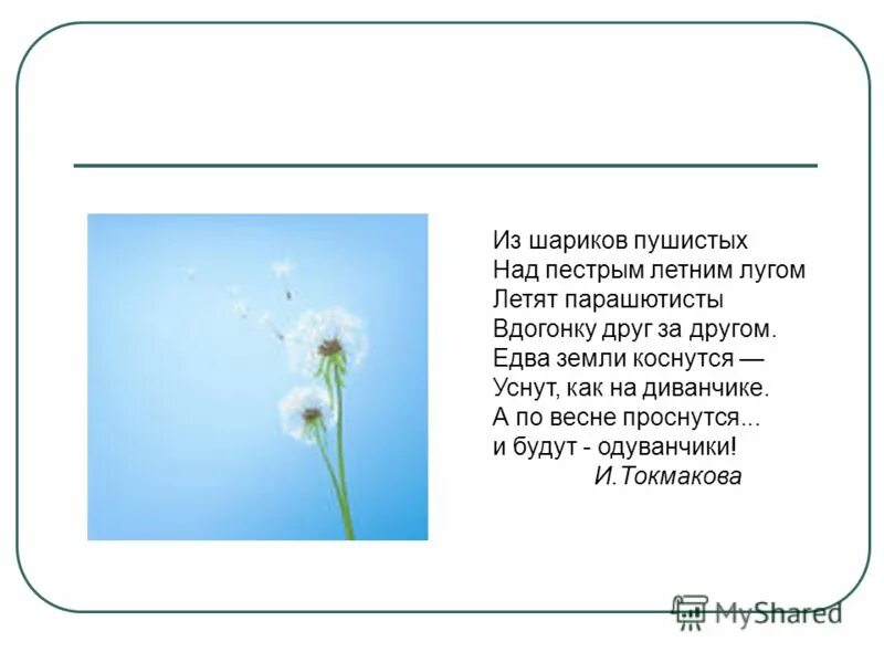 Вырос одуванчик первый молодой. Стих про одуванчик. Токмакова одуванчики. Стихотворение Высотской одуванчик. Стихи про одуванчики короткие и красивые.