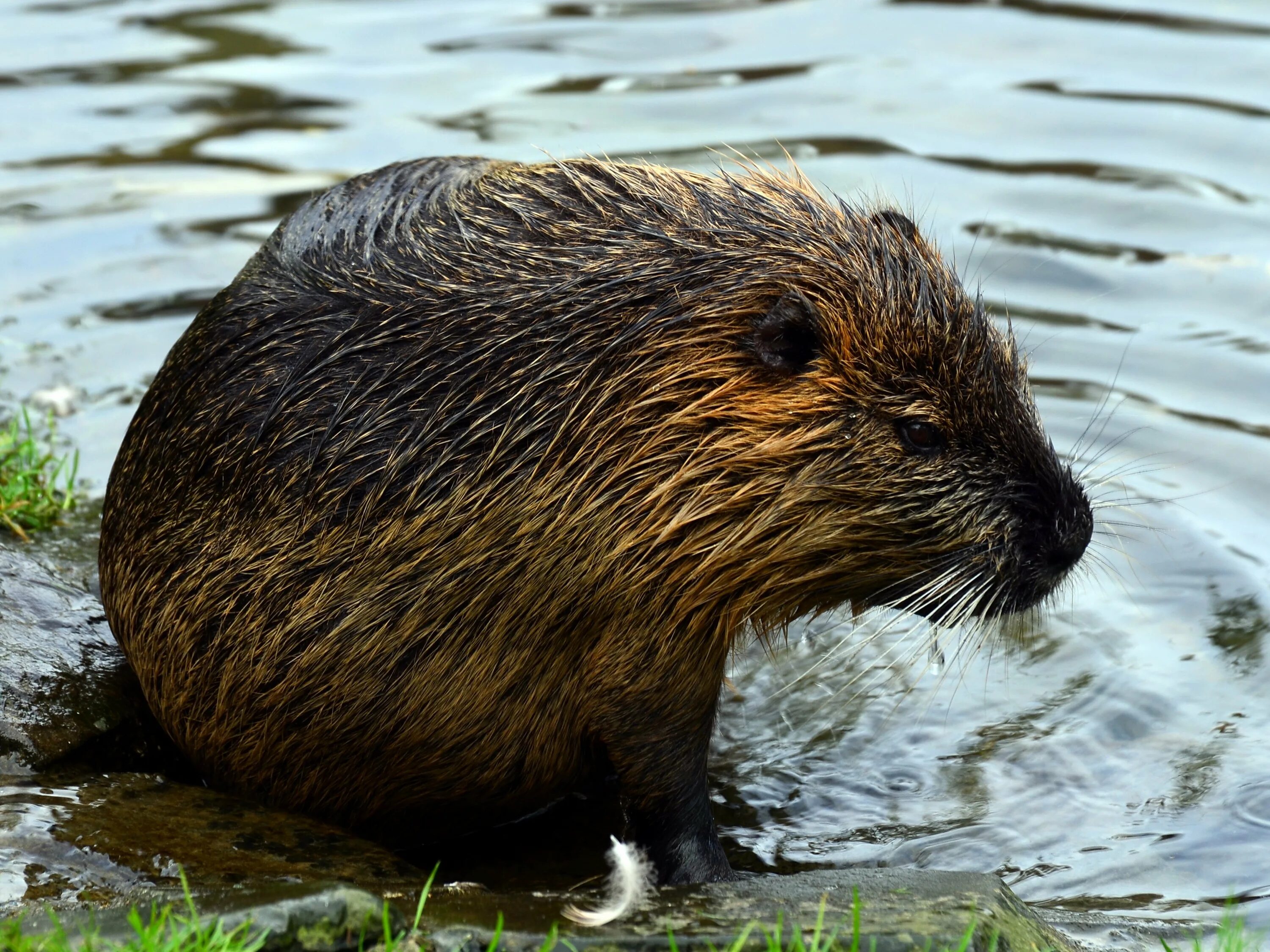 Американский бобра. Зазападносибирский Речной Бобр. Канадский Бобр (Castor canadensis). Европейский Речной Бобр. Западносибирский обыкновенный Бобр.