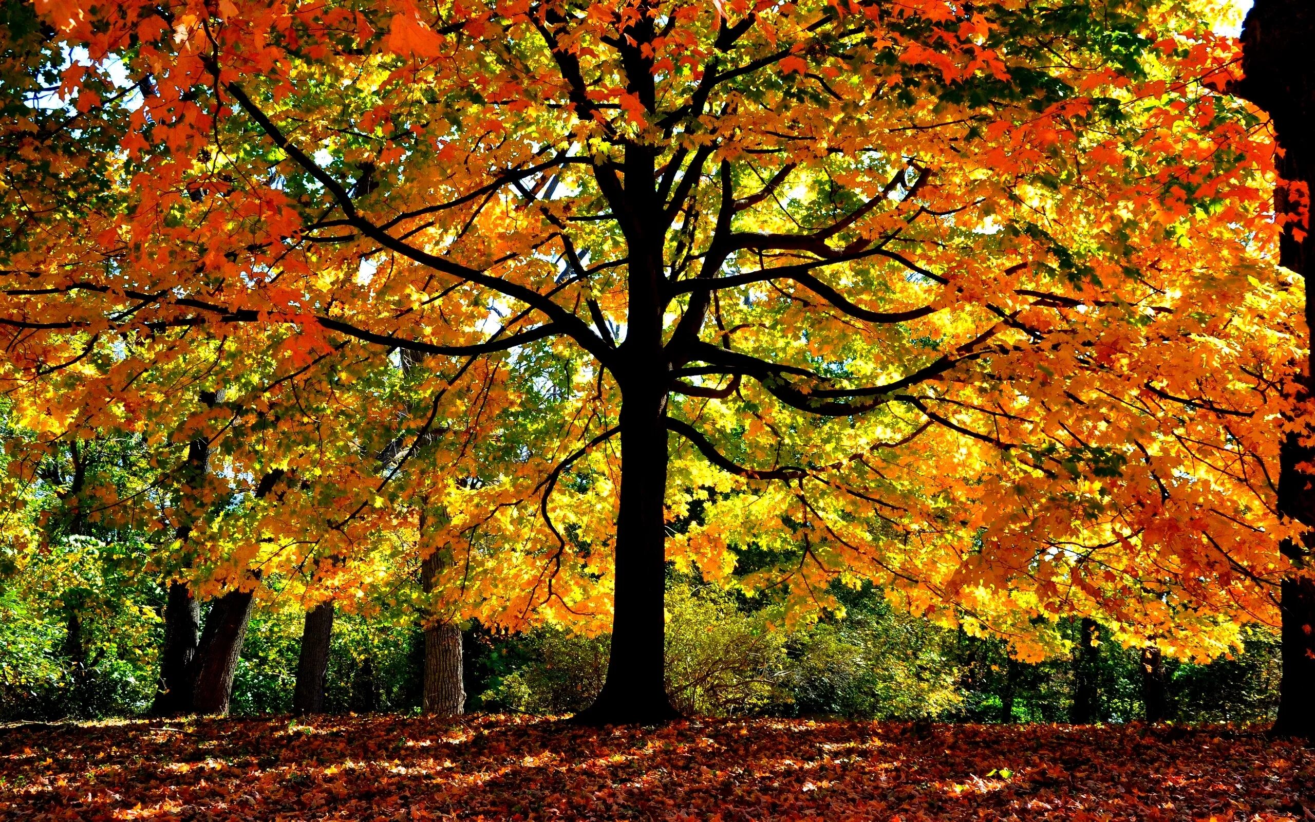 Natural fall. Клен дерево. Осенний кленовый лес. Клен осенью. Осеннее дерево.