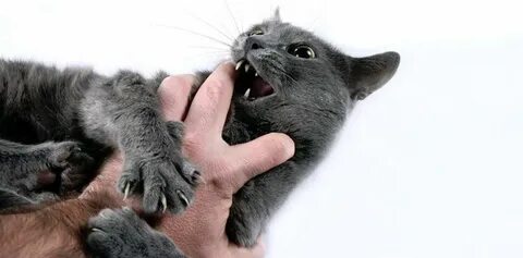 Почему коты кусаются и царапаются