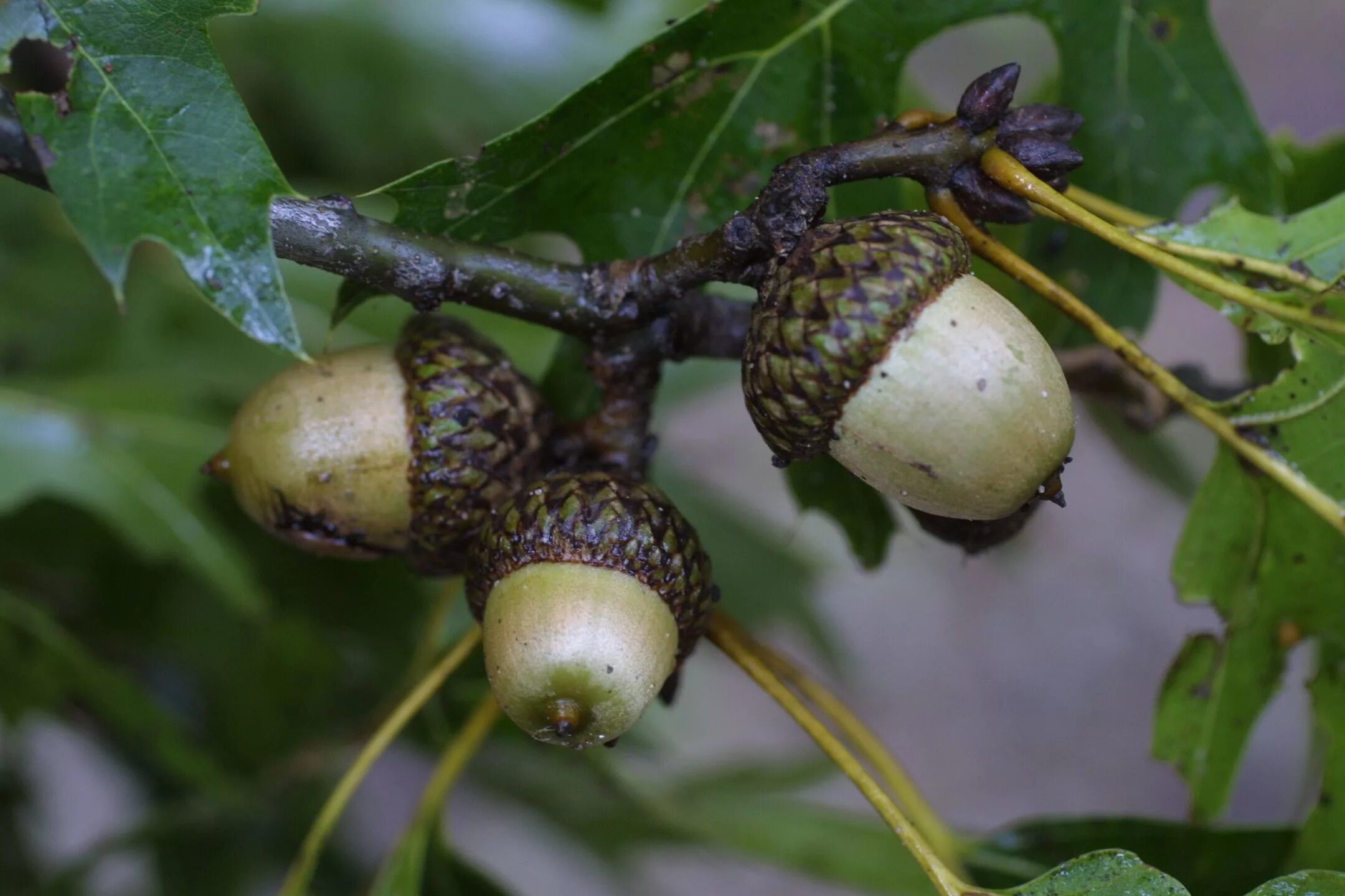 Дуб каштанолистный желуди. Дуб пильчатый (Quercus serrata). Дуб черешчатый желуди. Дуб монгольский (Quercus mongolica). Собирают спелые орехи желуди дикие фрукты имена