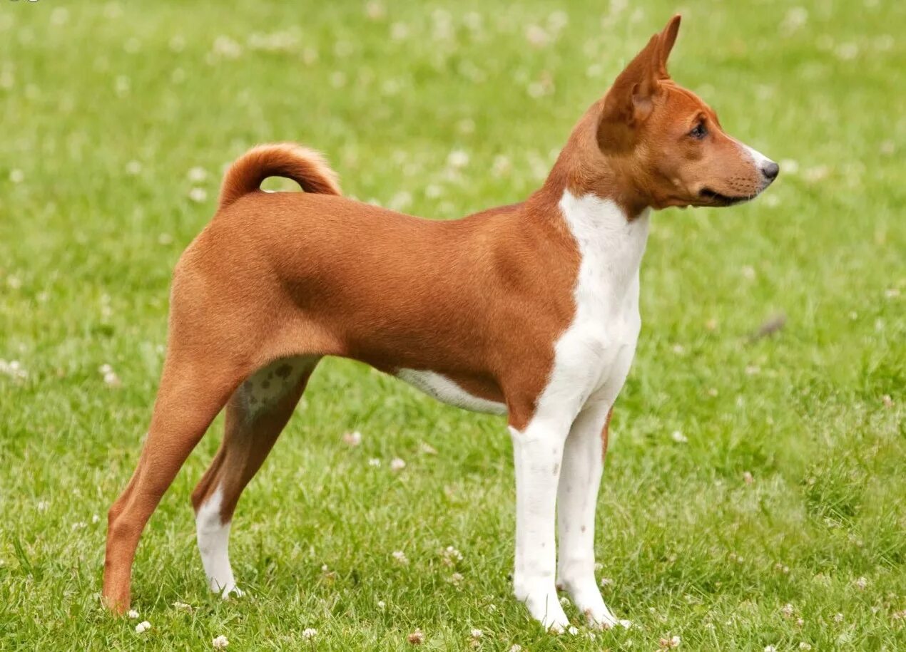 Басенджи. Порода собак басенджи. Порода Африканский басенджи. Африканская собака басенджи. Южно Африканская собака басенджи.