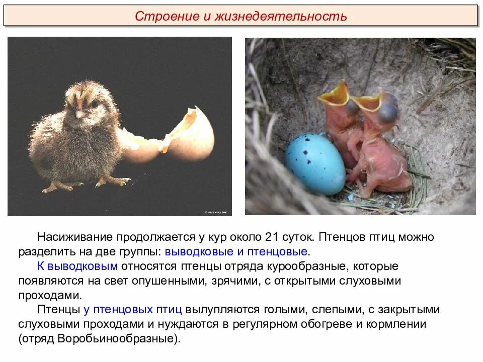 Развитие птиц. Выводковые и гнездовые птицы. Типы птенцов у птиц. Типы птенцов выводковые и птенцовые.