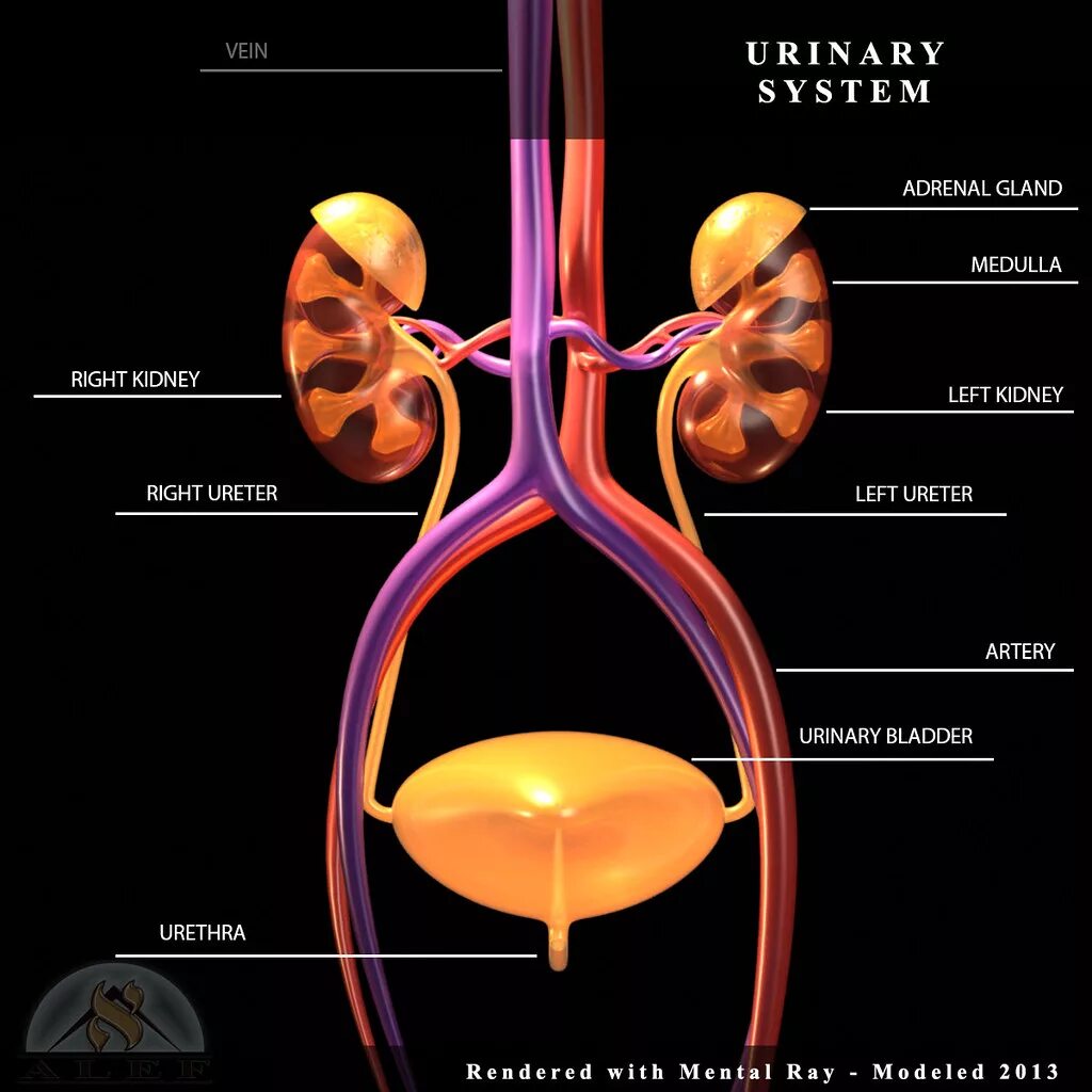 Urinary system. Мочевыделительная система. Мочевыделительная система 3d. Urinary System Anatomy.