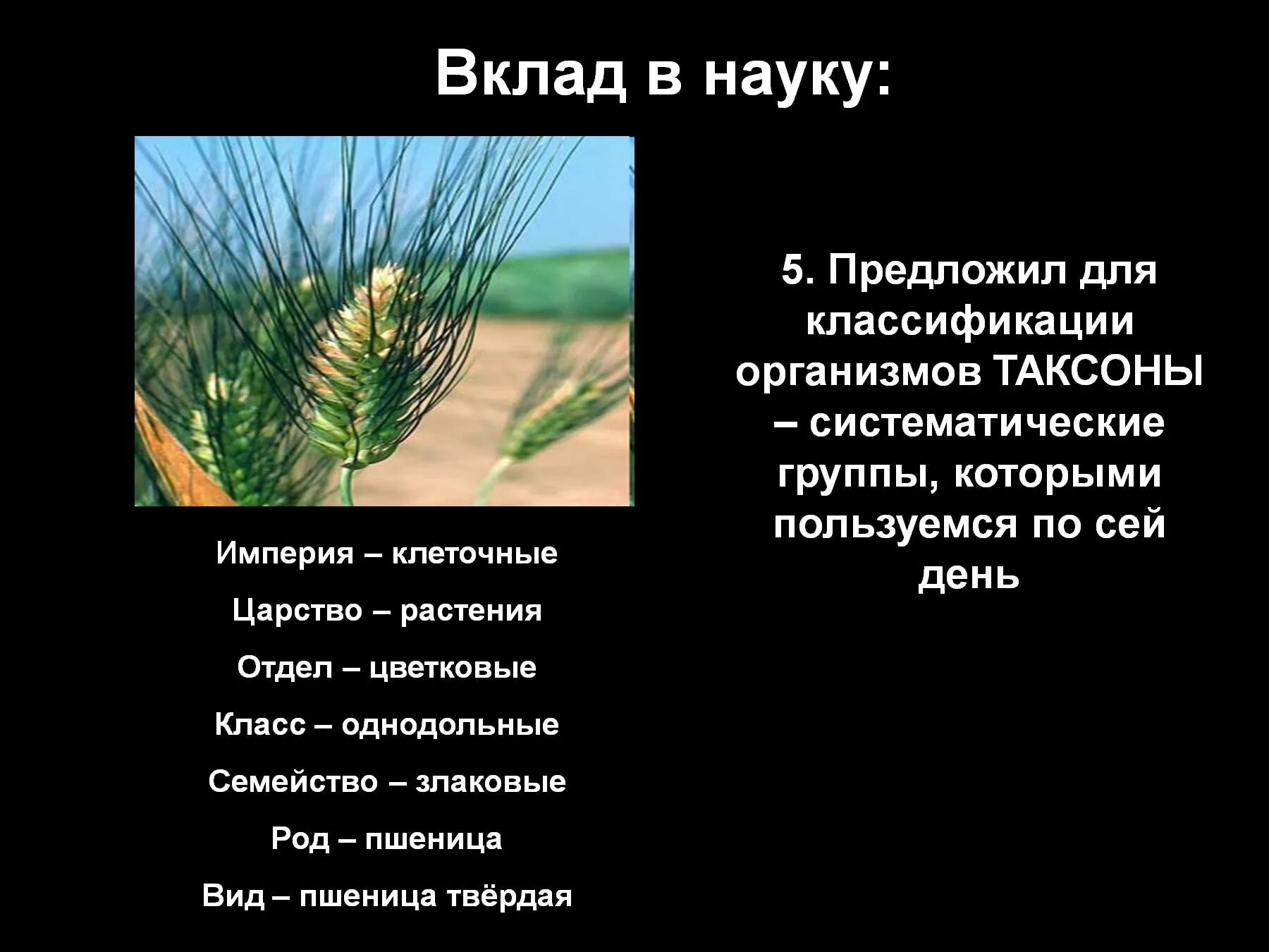 Пшеница группа организмов. Пшеница род семейство класс отдел царство. Систематическое положение пшеницы. Однодольные царство отдел класс род вид растения. Систематика растений пшеница.