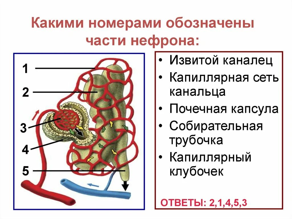 Какая кровь в капиллярном клубочке нефрона. Капиллярный клубочек каналец нефрона. Микроскопическое строение почки человека. Строение нефрона. Собирательные почечные трубочки.