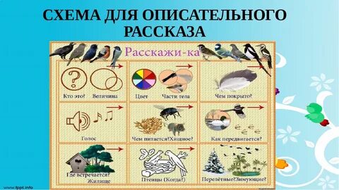 Схема модель животных