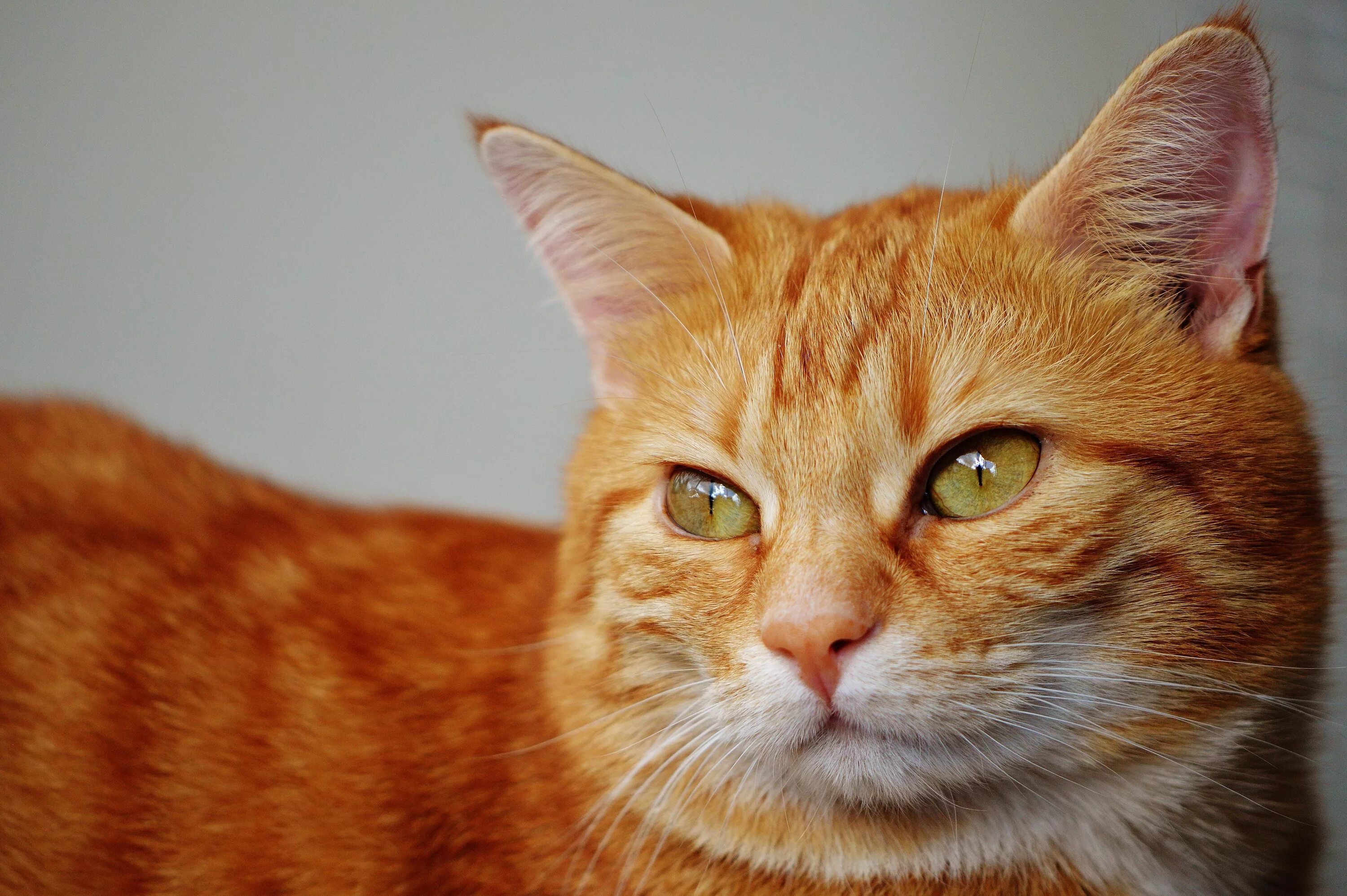 Европейский короткошерстный кот рыжий. Европейская короткошерстная кошка рыжая. Бразильская короткошерстная кошка рыжая цейлонская. Бенгальская короткошерстная кошка рыжая. Рыжая бритая