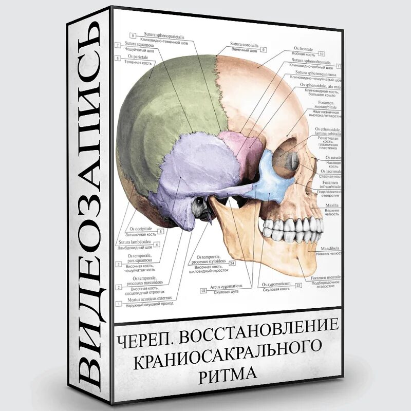 Остеопатия череп. Краниосакральная терапия черепа. краниосакральный ритм. краниосакральный ритм черепа. кранио сакральный ритм.
