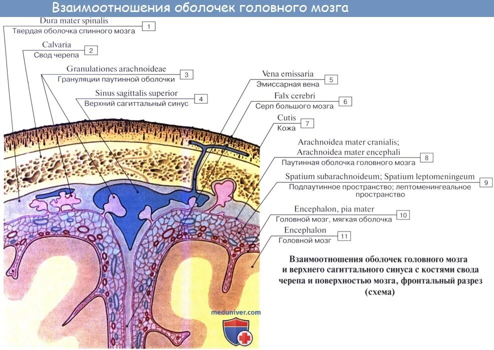 Грыжа мозговых оболочек латынь. Синусы твердой оболочки головного мозга анатомия. Структуры твердой мозговой оболочки. Структура твердой мозговой оболочки анатомия. Паутинная оболочка головного мозга гистология.