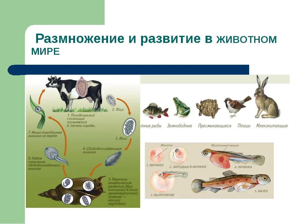 Рост и развитие животных 6. Размножение животных. Способы развития животных. Этапы размножения животных. Доклад о размножении животных.