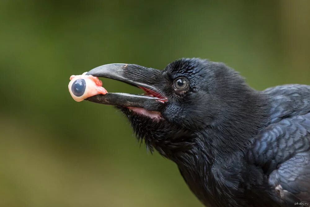 Особый крик птицы. Толстоклювый ворон. Толстоклювый ворон Corvus crassirostris. Ворон с глазом в клюве. Черный ворон птица.
