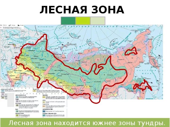 Зонах лежит территория россии. Лесная зона на карте России. Зона лесов на карте России. Лесные зоны на карте. Лесная зона расположена.