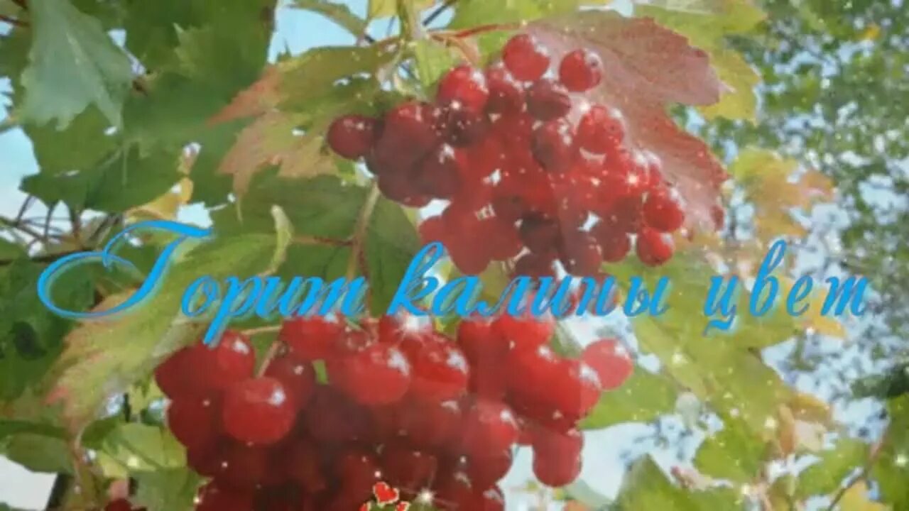 Рябиновые бусы понаровская. Песня калины цвет. Рябиновые бусы певица. Гиф калины цвет. В эту осень куст калины загорелся.