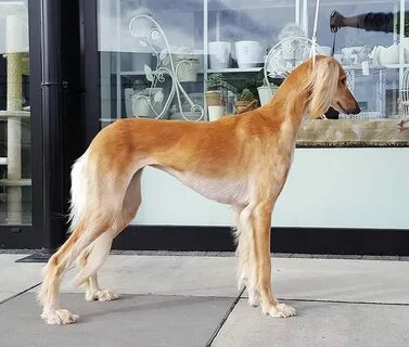 Включи saluki