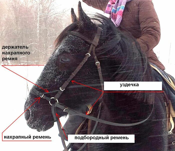 Где найти уздечку