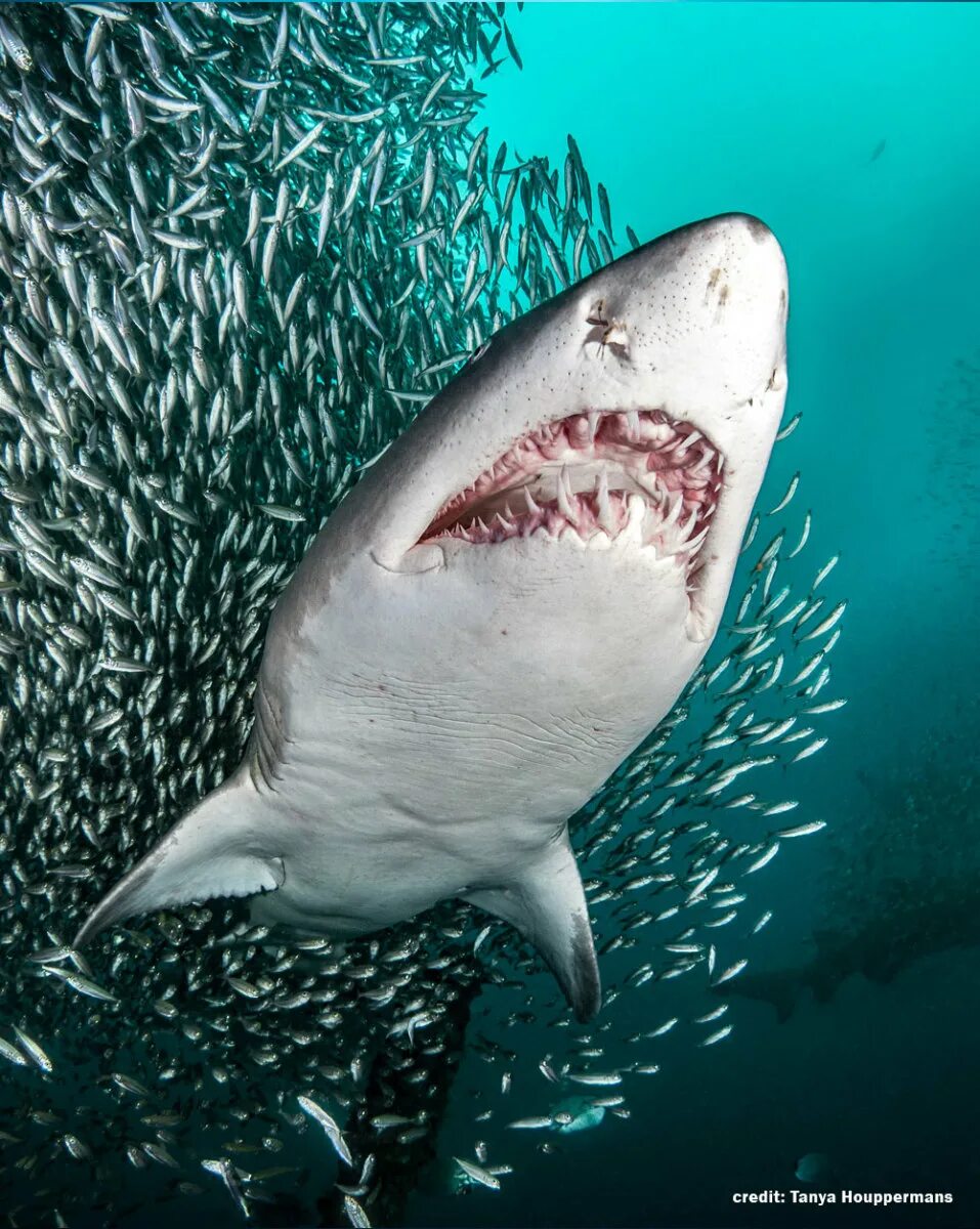 Самая большая пасть. Белая акула кархародон. Тигровая акула. Мадагаскарская острозубая акула.
