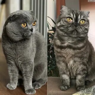 Кто лучше шотландский