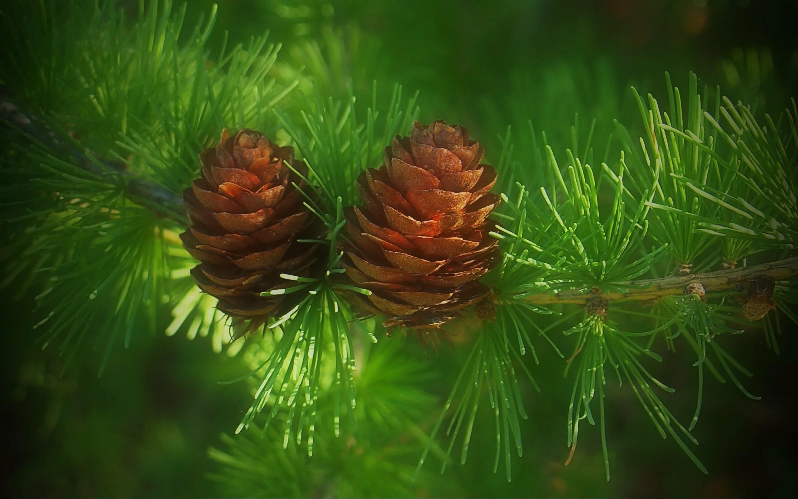 Ветвь сосна сибирская кедровая. Кедр сибирский pinus sibirica. Ветка кедра фото. Сосна кедровая хвоя. Сосна кедровая веткиветки.
