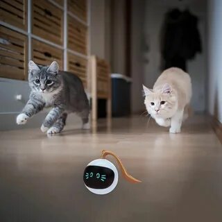Котята становятся сильнее