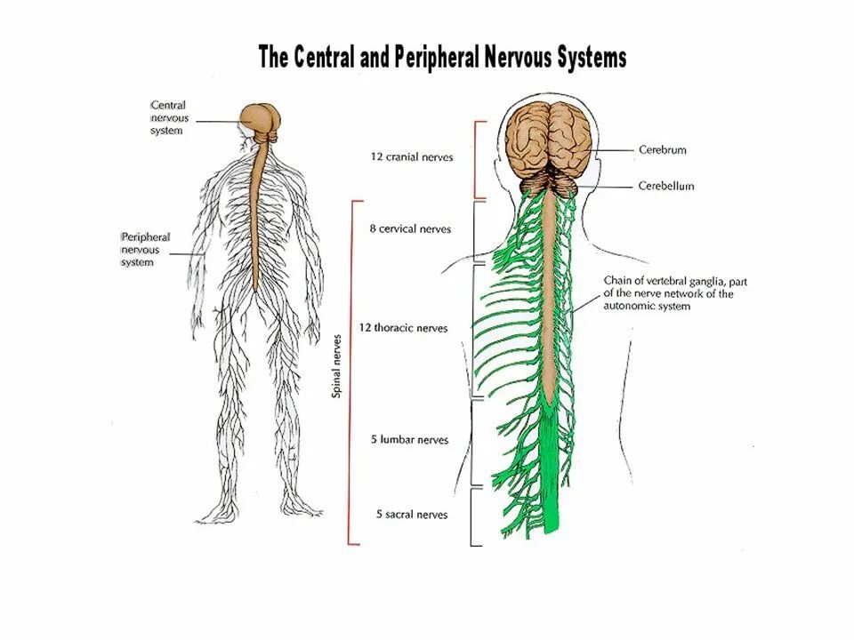 Нервная система схема. Нервная система человека анатомия. Центральная нервная система. Нервы и нервные окончания. Нервная система латынь